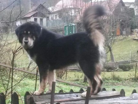 ZIZI Henriet´s garden ,(DJEGO x RIA)